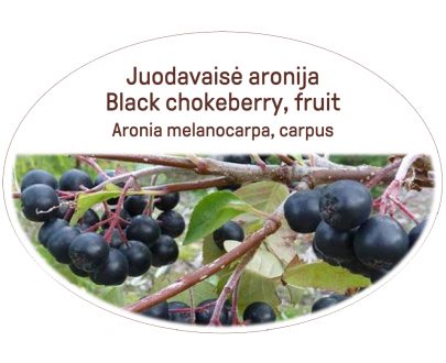 Black Chokeberry, fruit / Aronia melanocarpa, carpus
