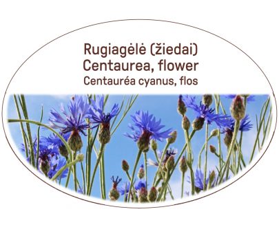 Centaurea, flower / Centaurea cyanus, flos