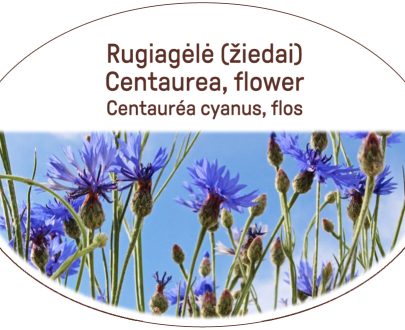 Centaurea, flower / Centaurea cyanus, flos