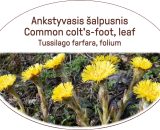 Common colt's-foot, leaf / Tussilago farfara, folium