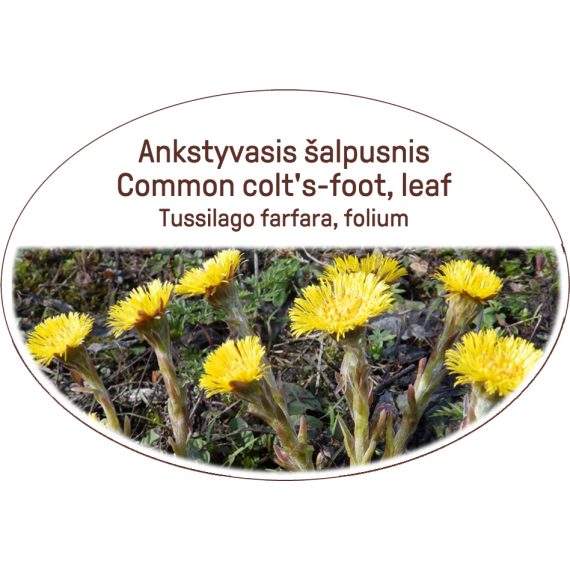 Common colt's-foot, leaf / Tussilago farfara, folium
