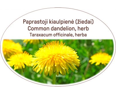 Common dandelion, herb / Taraxacum officinale, herba