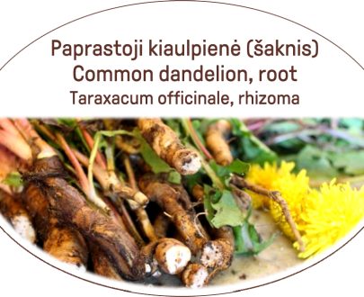 Common dandelion, root / Taraxacum officinale, rhizoma