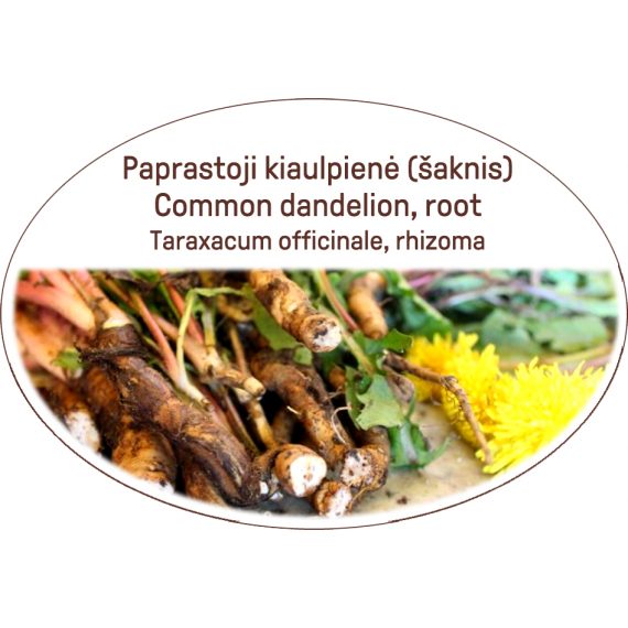 Common dandelion, root / Taraxacum officinale, rhizoma