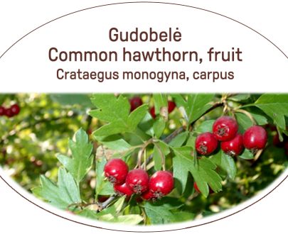 Common hawthorn, fruit / Crataegus monogyna, carpus