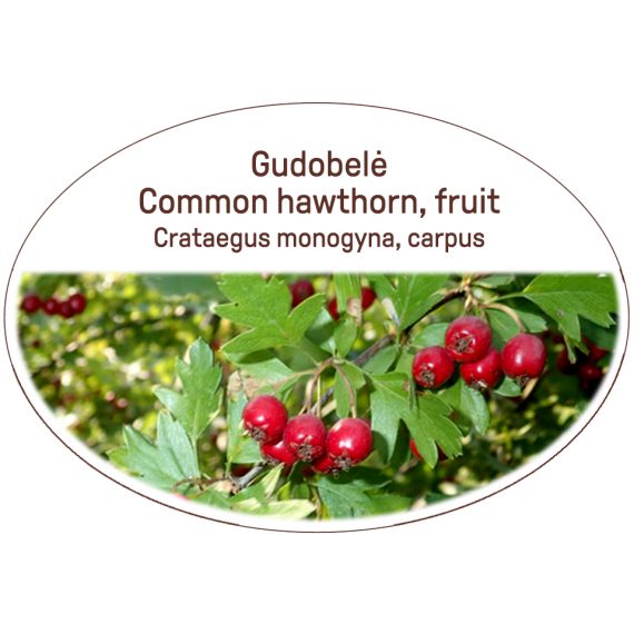 Common hawthorn, fruit / Crataegus monogyna, carpus
