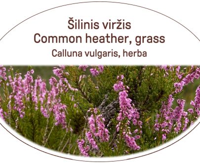 Common heather, grass / Calluna vulgaris, herba