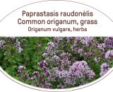 Common origanum, grass / Origanum vulgare, herba