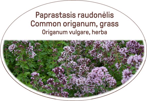 Common origanum, grass / Origanum vulgare, herba