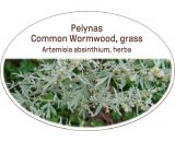 Common wormwood, grass / Artemisia absinthium, herba