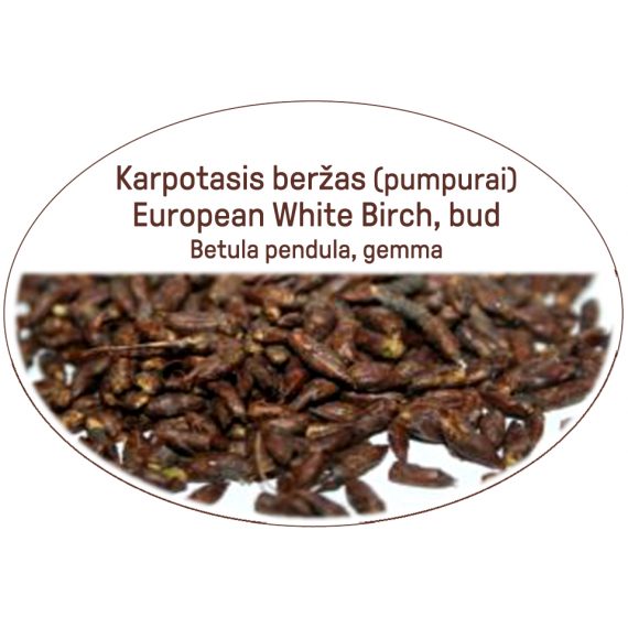 European White Birch, bud / Betula pendula, gemma