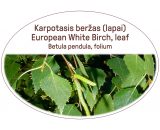 European White Birch, leaf / Betula pendula, folium