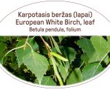 European White Birch, leaf / Betula pendula, folium