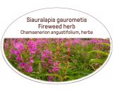 Fireweed herb / Chamaenerion angustifolium, herba