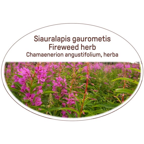 Fireweed herb / Chamaenerion angustifolium, herba