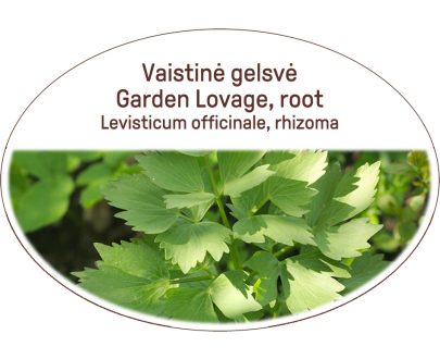 Garden lovage, root / Levisticum officinale, rhizoma