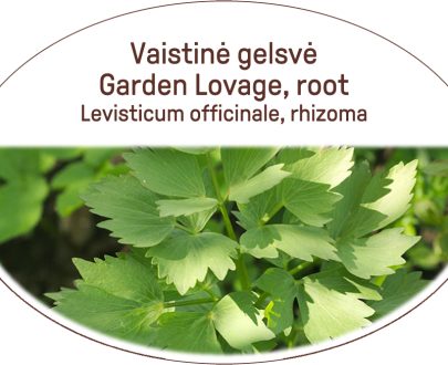 Garden lovage, root / Levisticum officinale, rhizoma