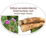 Great burdock, root / Arctium lappa, rhizoma