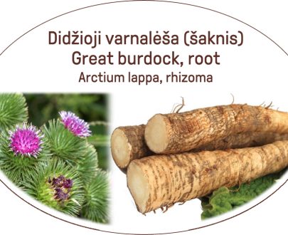 Great burdock, root / Arctium lappa, rhizoma