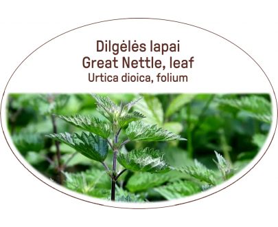 Great nettle, leaf / Urtica dioica, folium