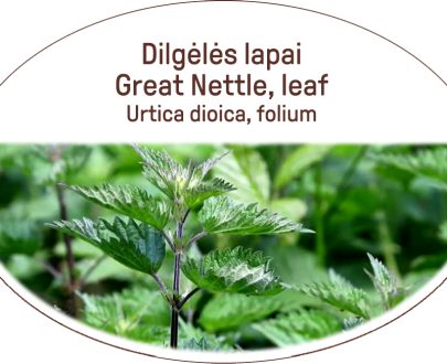 Great nettle, leaf / Urtica dioica, folium