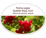 Guelder rose, fruit / Viburnum opulus, carpus