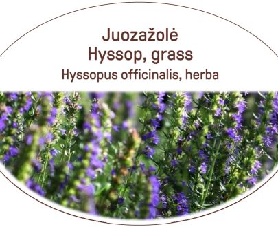 Hyssop, grass / Hyssopus officinalis, herba