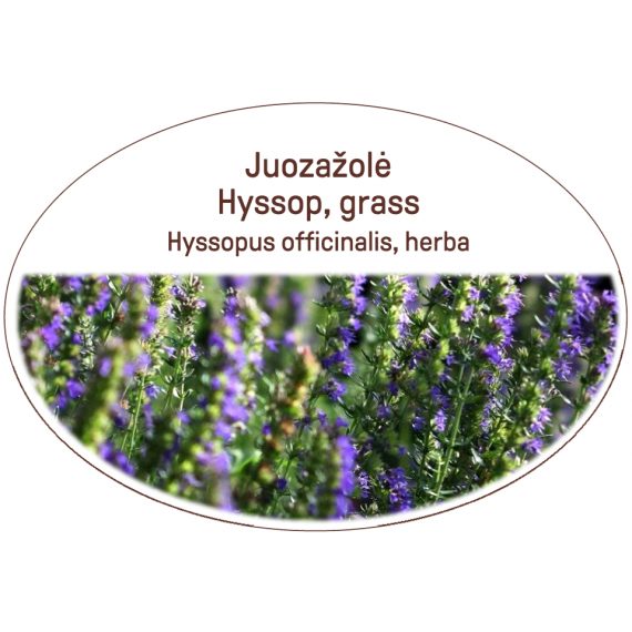 Hyssop, grass / Hyssopus officinalis, herba