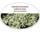 Iceland moss / Cetraria islandica