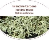 Iceland moss / Cetraria islandica