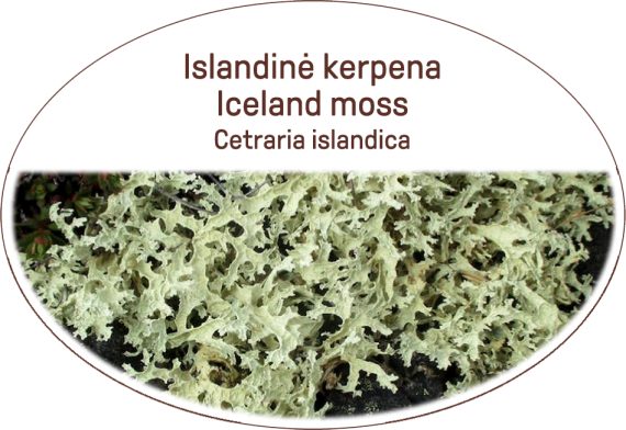 Iceland moss / Cetraria islandica