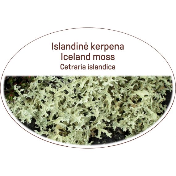 Iceland moss / Cetraria islandica