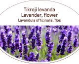 Lavender, flower / Lavandula officinalis, flos