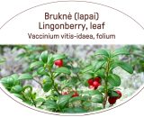 Lingonberry, leaf / Vaccinium vitis-idaea, folium