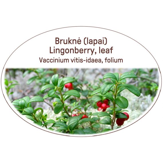Lingonberry, leaf / Vaccinium vitis-idaea, folium