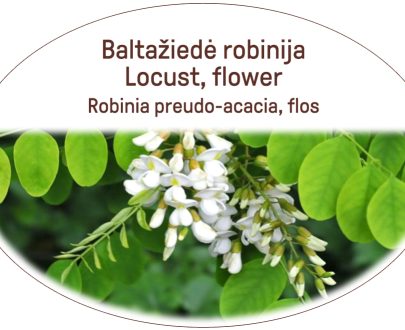 Locust Acacia, flower / Robinia pseudoacacia, flos