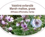 Marsh-mallow, grass / Althaea officinalis, herba