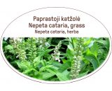 Nepeta cataria, grass / Nepeta cataria, herba
