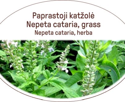 Nepeta cataria, grass / Nepeta cataria, herba