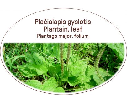 Plantain, leaf / Plantago major, folium