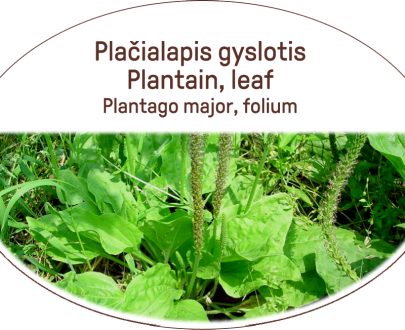 Plantain, leaf / Plantago major, folium