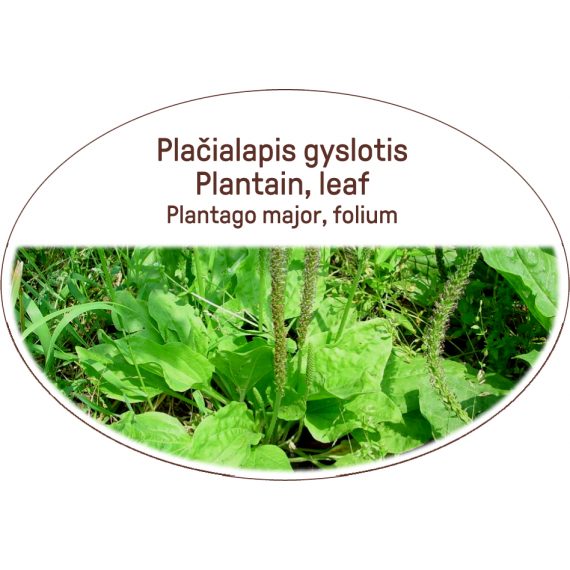 Plantain, leaf / Plantago major, folium