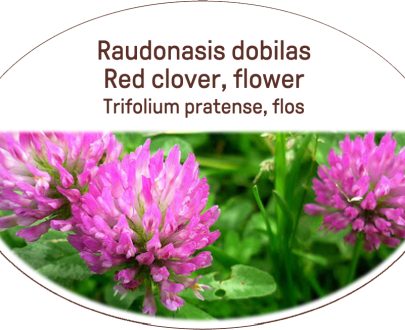 Red clover, flower / Trifolium pratense, flos