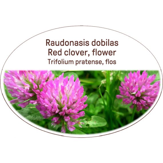 Red clover, flower / Trifolium pratense, flos