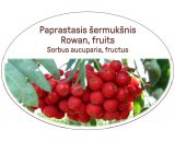 Rowan, fruits / Sorbus aucuparia, fructus