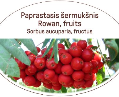 Rowan, fruits / Sorbus aucuparia, fructus