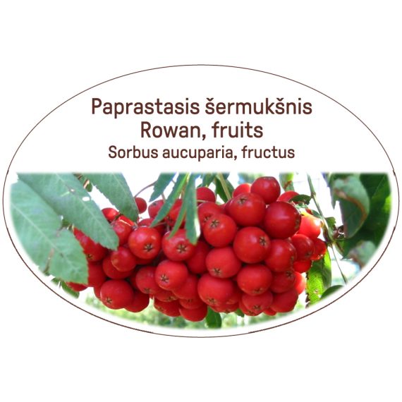 Rowan, fruits / Sorbus aucuparia, fructus