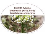 Shepherd's purse, herba / Capsella bursa-pastoris, herba