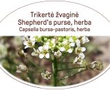 Shepherd's purse, herba / Capsella bursa-pastoris, herba