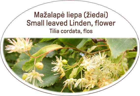 Small leaved Linden, flower / Tilia cordata, flos